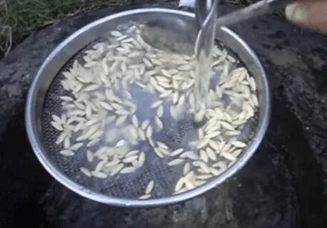 Огурцы подготовка семян к посадке