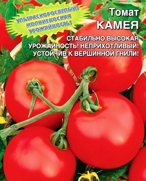 Сорт томата уральский дачник. Томат Камея. Томат Славянка. Томат Камея описание. Томат Уральский Дачник.