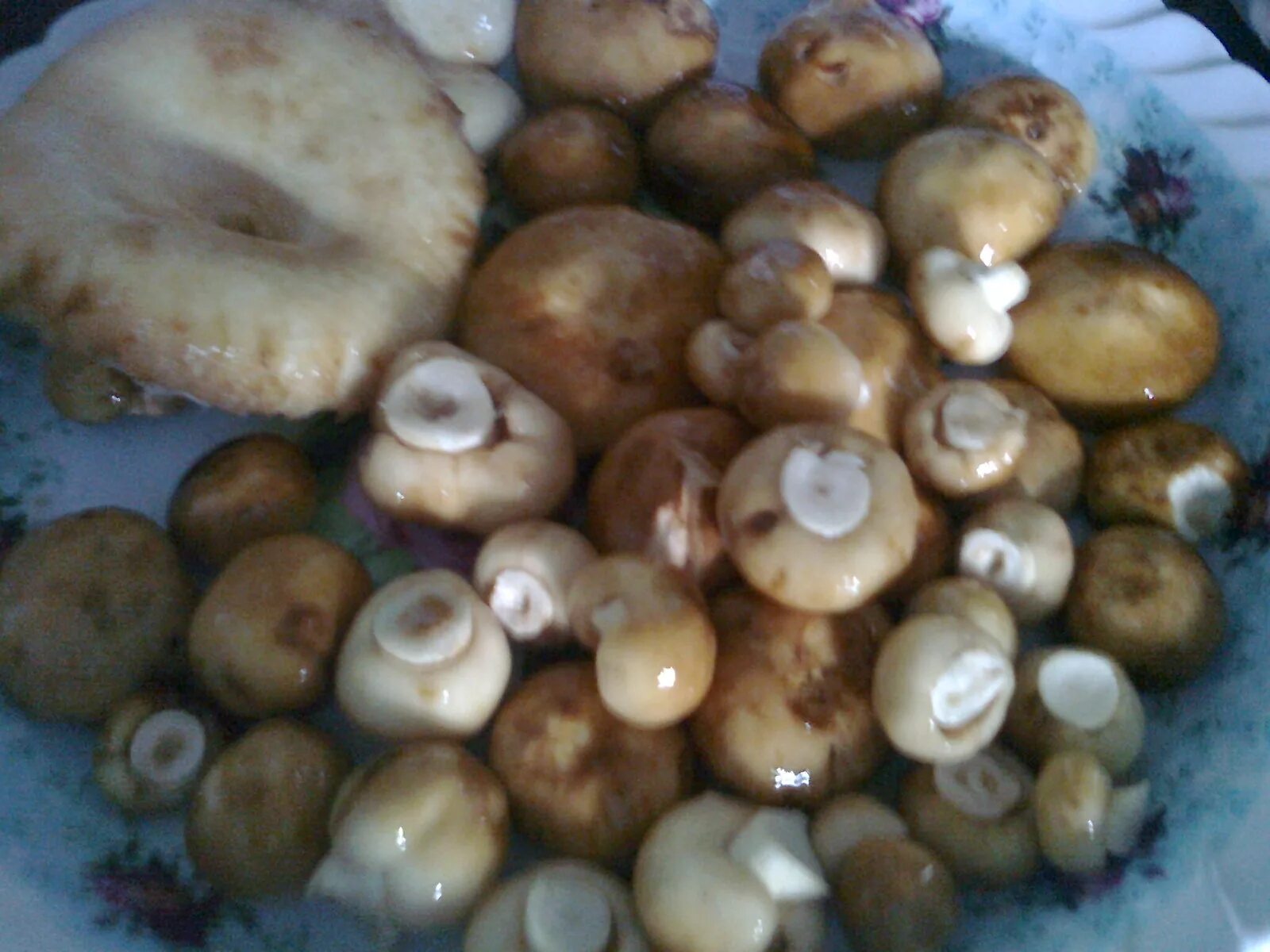 Файл:Fungi 005.jpg - Вікіпедія