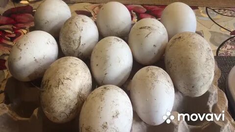 Срок годности гусиных яиц