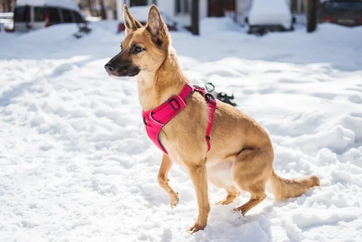 бордер колли поисково спасательная служба. чили песик. чили собака. чилийская собака. бордер колли в лесу.