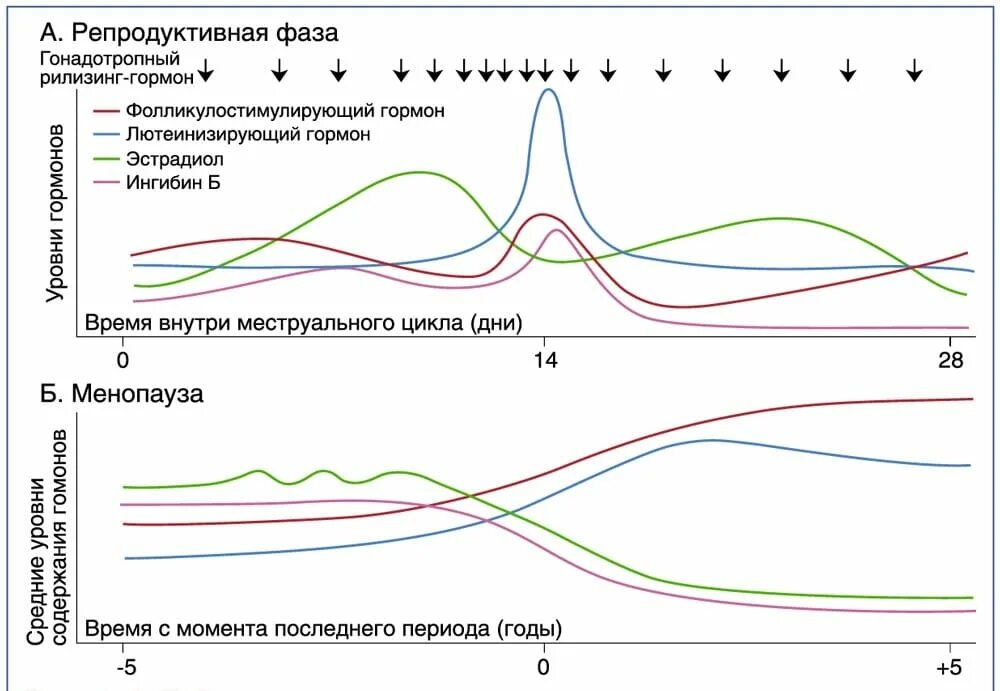 Как меняется фаза. Динамика половых гормонов в климактерическом периоде. В климактерическом периоде уровень гормонов. Гормональный фон. Гормоны при климаксе.