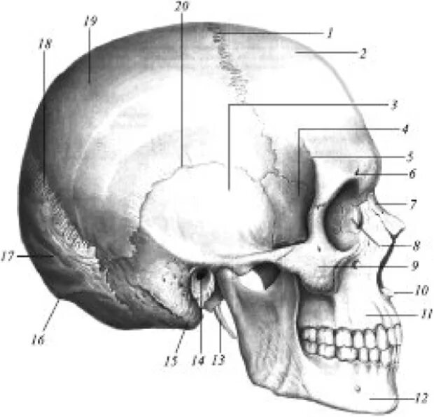 Лобная теменная затылочная кость. Кости головы анатомия затылочная кость. Швы черепа анатомия Синельников. Анатомия головы кости черепа. Череп вид сбоку анатомия.
