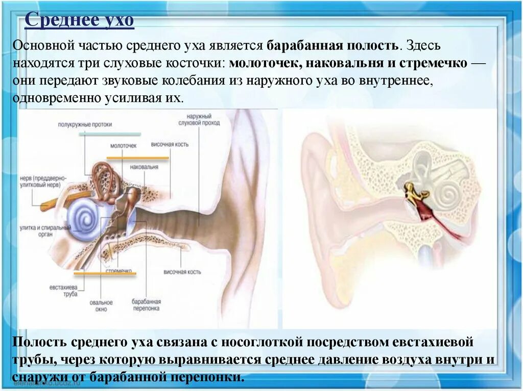 3 Слуховые косточки (наковальня, молоточек и стремечко). Среднее ухо. Уши орган слуха. Органы среднего уха.