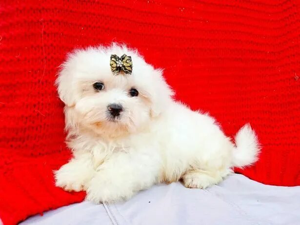She’s adorable ❤ Maltese dogs, Maltese puppy, Teacup puppies maltese