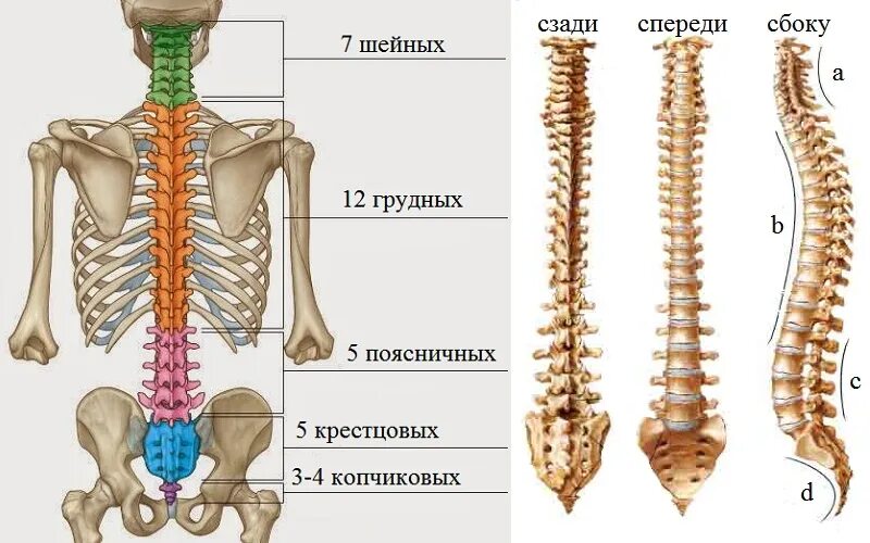 Шейный отдел Кол во позвонков. Шейный отдел позвоночника шейный отдел позвоночника анатомия. Строение грудного отдела позвоночника человека. Позвоночник человека 7 позвонок грудного отдела.