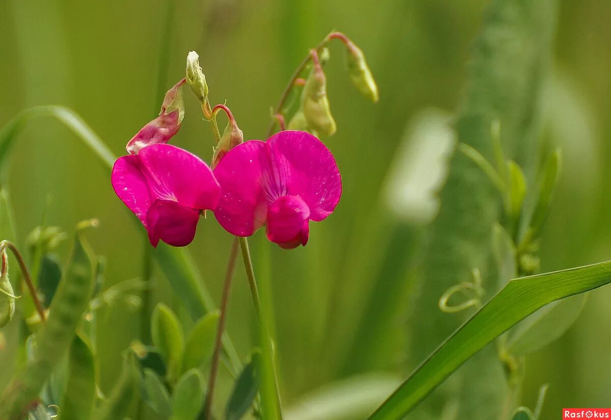 Усики чина лесная. Чина гороховидная. Чина чина опа. Фаина клип. Чина чина опа.