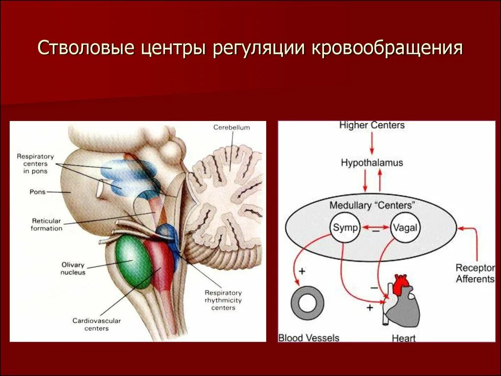 Где расположены центры регуляции. Сосудодвигательный центр. центр регуляции кровообращения. стволовые центры. сосудистый центр в головном мозге.