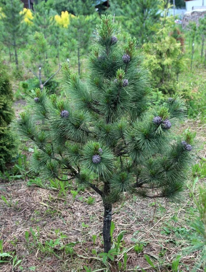 Pinus sylv. Кедр декоративный низкорослый. Сосна кедровая сибирская. Кедр(cedrus) семена. Сорта кедра.