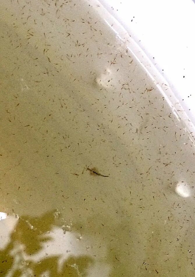 рачок артемия салина. выращивание рачков артемии. аквариум для выращивания ракообразных. Artemia salina корм. выращивание рачков артемии.