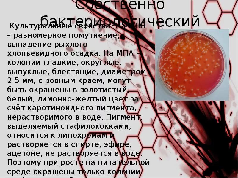 Стафилококки описание