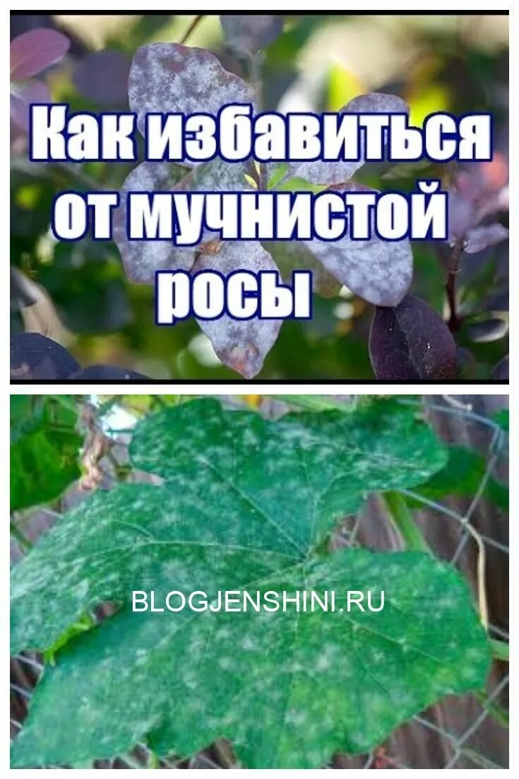 Чем обработать крыжовник от мучнистой росы. Народные средства от мучнистой росы. Препараты против мучнистой росы. Сода от мучнистой росы на крыжовнике. Soda против мучнистой росы.