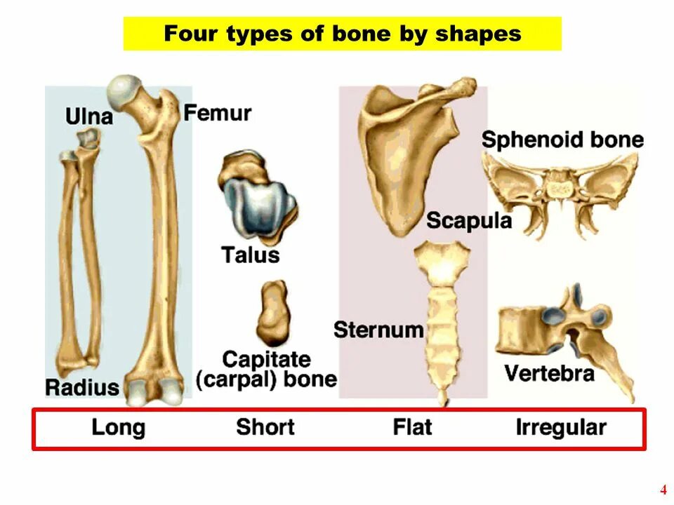 Joint ligaments. Humeral bone. Types of bones. Bones connecting. Костная система.