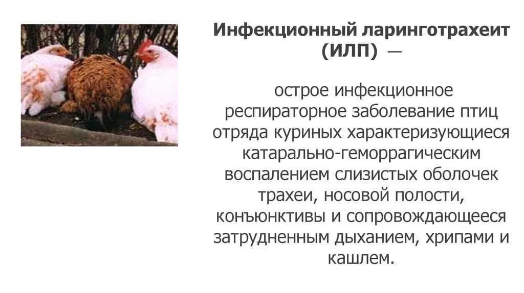 Курица хрипит при дыхании чем лечить