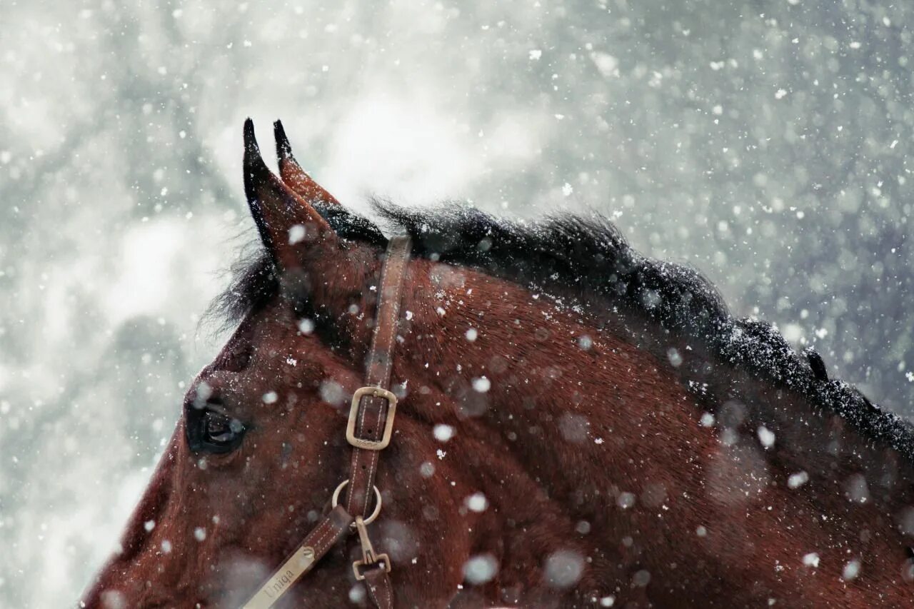 Now horse. Радостная лошадь. Now horse. Солнечный принц хорс. Riding coat.