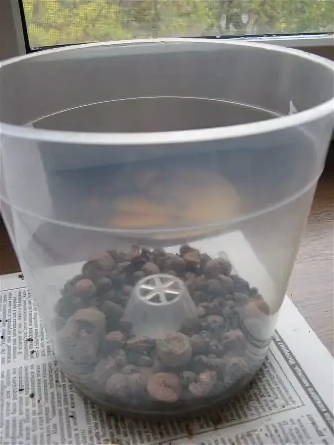 Керамзит для орхидеи фаленопсис. Орхидея растет в керамзите. Дренажный материал для орхидей. Дренаж для орхидей. Непромокаемый дренаж для орхидеи.