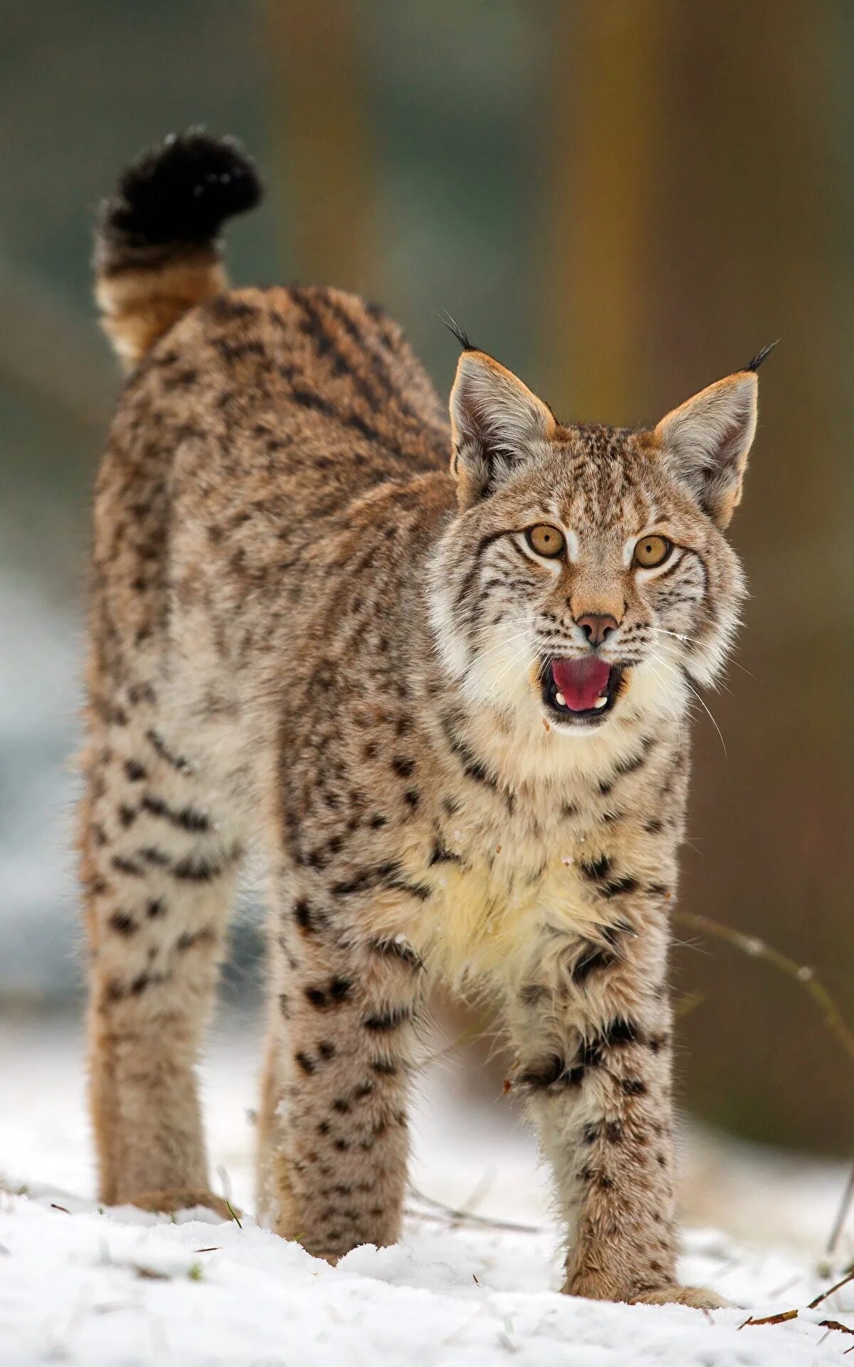 Фото рыси. Рысь — Lynx Lynx. Гималайская Рысь. Рысь Сибирская Евроазиатская. Канадская Рысь Бобкэт.