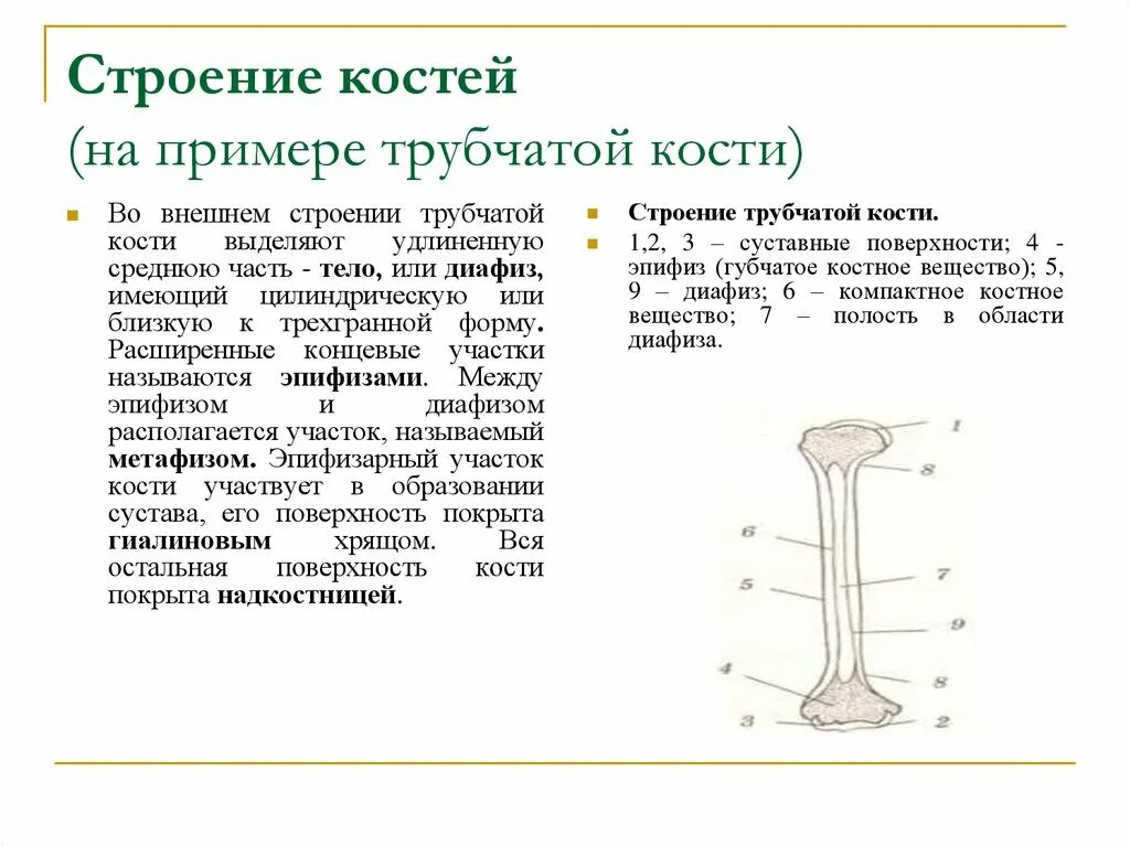 Что образуют трубчатые кости. Строение трубчатой кости эпифиз диафиз. Внешнее и внутреннее строение трубчатой кости. Трубчатая кость эпифиз диафиз метафиз. Строение длинной трубчатой кости.