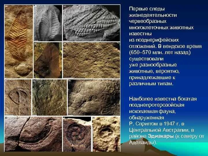 Какие особенности были у вендобионтов докембрийских животных