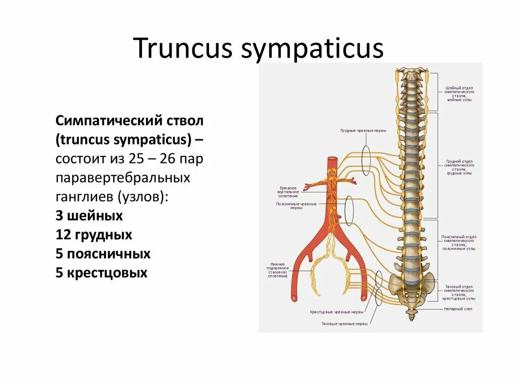 Нервные узлы сплетения. Грудной отдел симпатического ствола анатомия. Шейный отдел симпатического ствола. Симпатический ствол анатомия. Топография симпатического ствола схема.