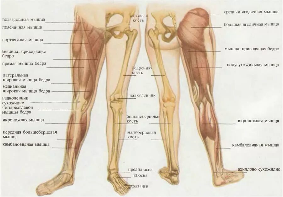 Строение ноги человека кости. Нога анатомия строение кости. Из каких костей состоит нога человека. Часть ноги на б