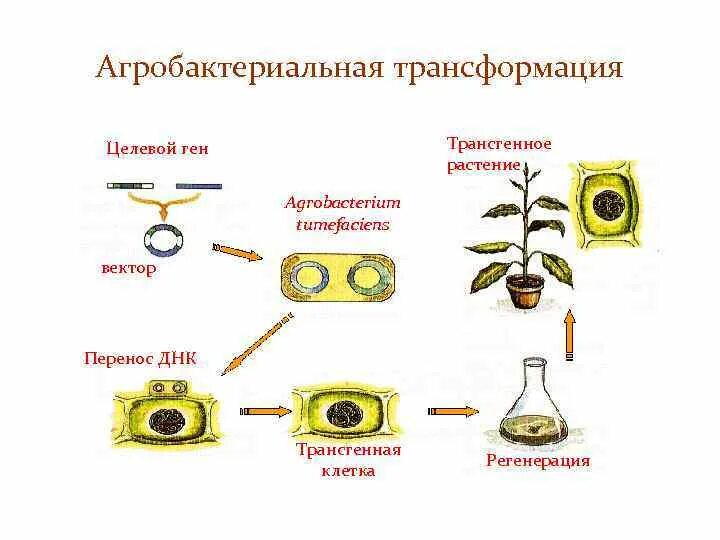 Трансформация средств. Агробактериальная трансформация растений. Генная трансформация. Методы трансформации растительных клеток. Трансформация растений с помощью агробактерий.