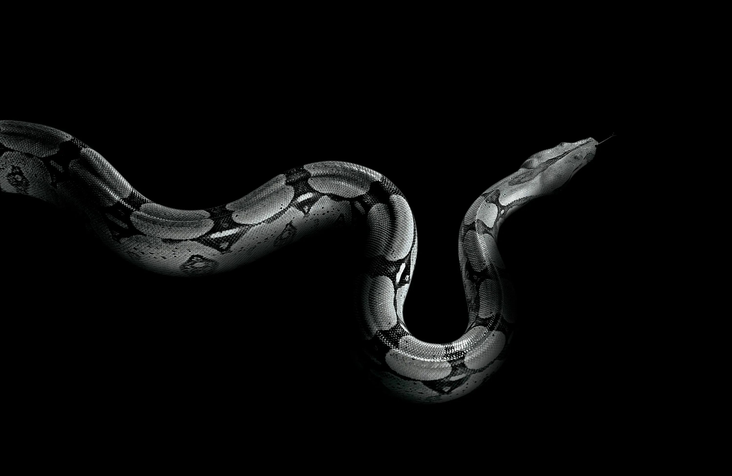 Snake x. Змеи питон черный. Змея на черном фоне. Змея на темном фоне. Черная змея обои.