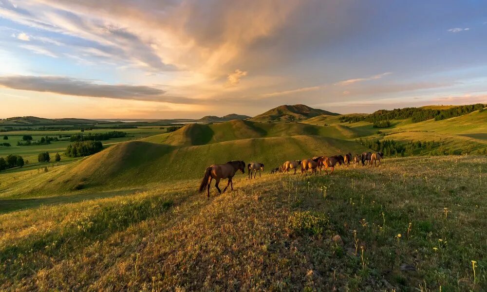 цыганка нагадала. цыганский ансамбль свэнко. цыганская поле. босая в поле. цыганская поле.