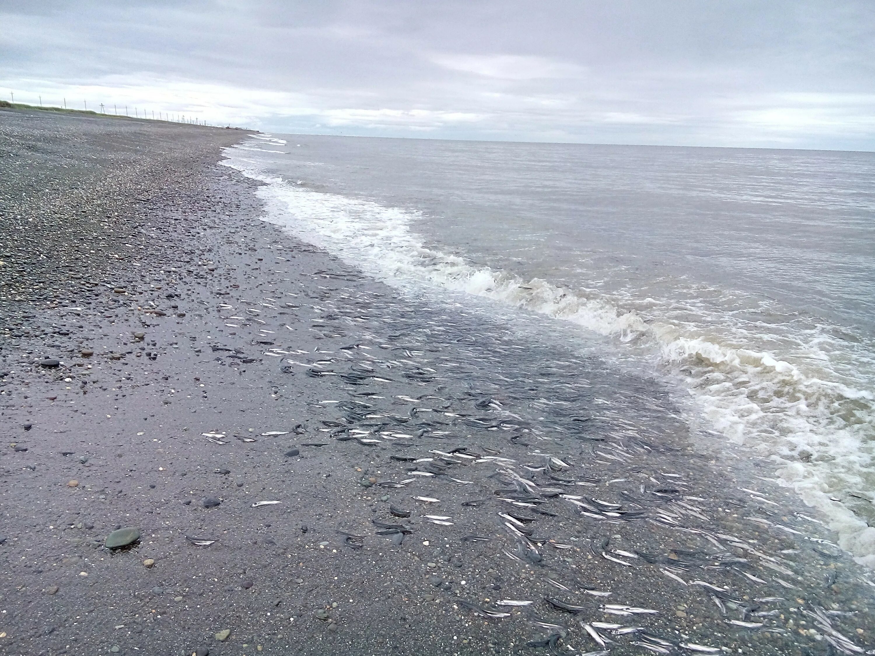 Охотское море самое соленое. Охотское море самое соленое. Усть-большерецк камчатский побережье охотского моря. Охотское море самое соленое. Охотское море зима.