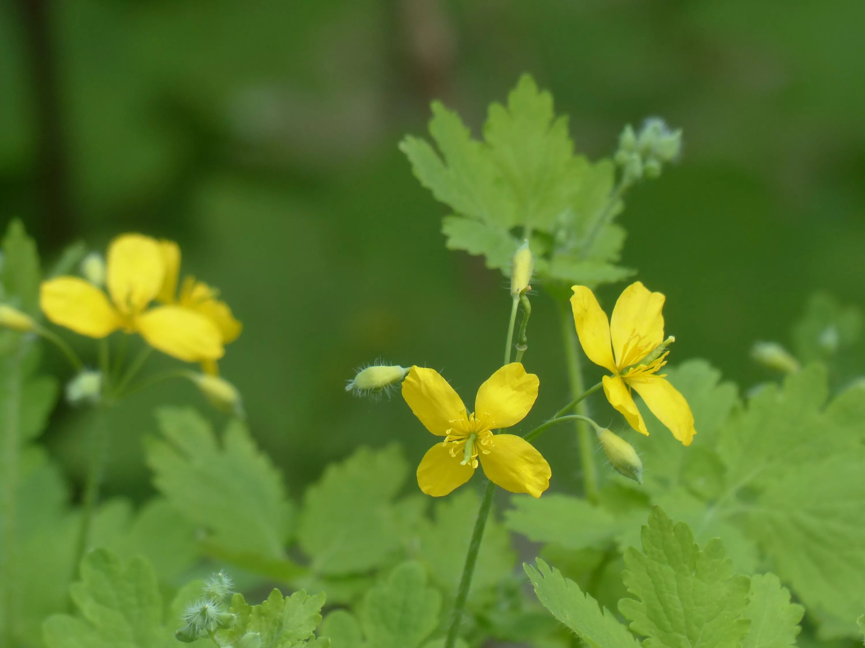 Чистотел действие. Chelidonium majus. Chelidonium. Хелидониум (чистотел).. Чистотел листья. Чистотел БАВ.