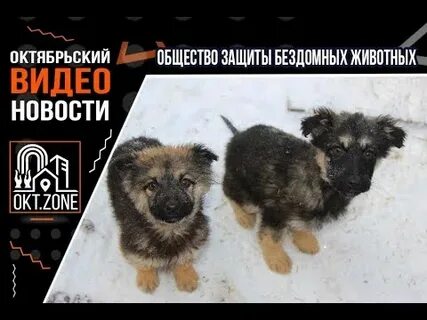 Общества защиты бездомных животных