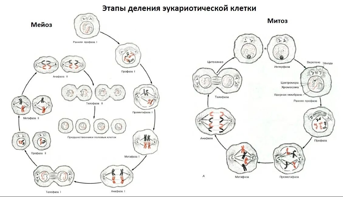 Что образуется в результате митоза. Деление клеток эукариот схема. Схема деления клетки митоз и мейоз. Схема митотического и мейотического деления клетки. Жизненный цикл размножения мейоз. Митоз.