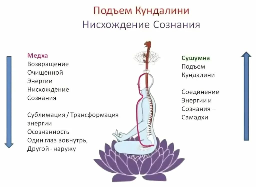 Поднятие энергии кундалини. Энергия кундалини. Энергия кундалини. Кундалини змеиная энергия. Кундалини змея чакры.