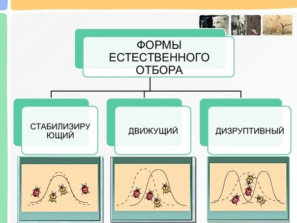 Контроль знаний по теме "Естественный отбор"