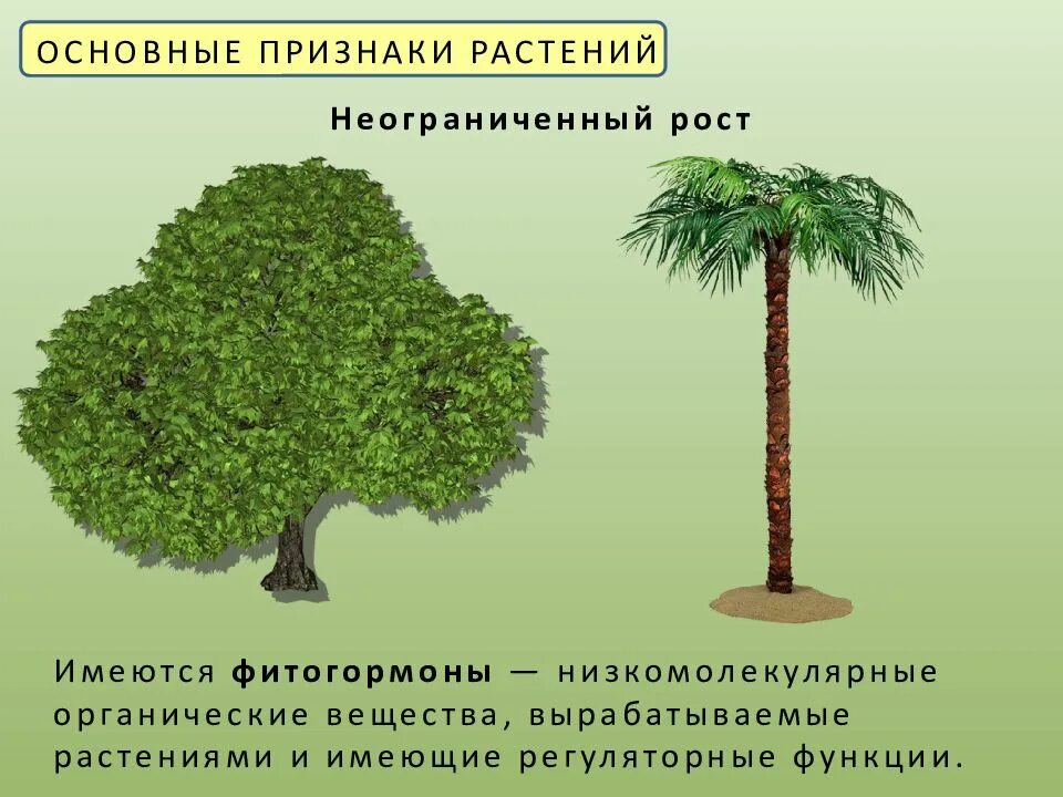 У растений ограниченный рост