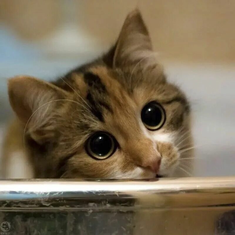 Жалобный котик. Котенок с милыми глазками. Милые глаза. Просящие глазки. Жить без кошки грустно как то несерьезно