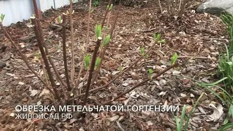 Обрезка метельчатой гортензии осенью видео