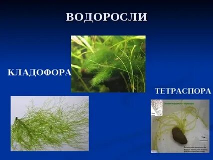 Двудольные водоросли