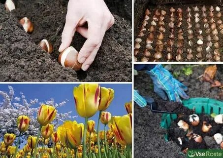 Когда сажают луковицы тюльпанов под зиму