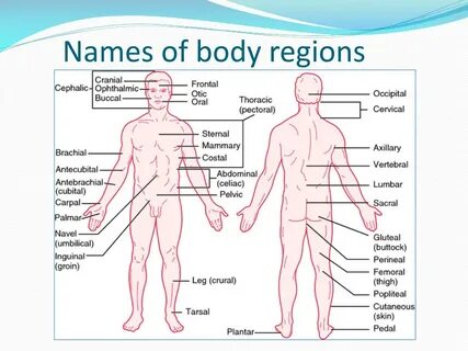 Body meaning