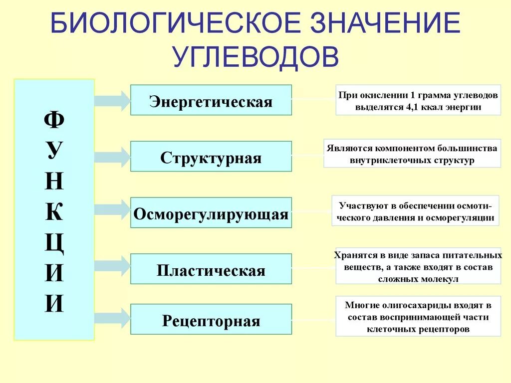 Значение. Значение углеводов в организме. Значение углеводов в организме кратко. Биологическое значение углеводов. Биологическая роль углеводов.