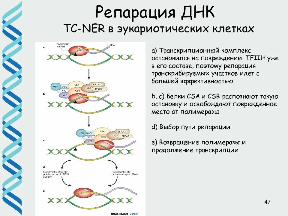 Эндонуклеаза репарация. Двунитевые разрывы днк репарация. Механизмы репарации днк. Репарация днк схема. Днк геликаза репарация.