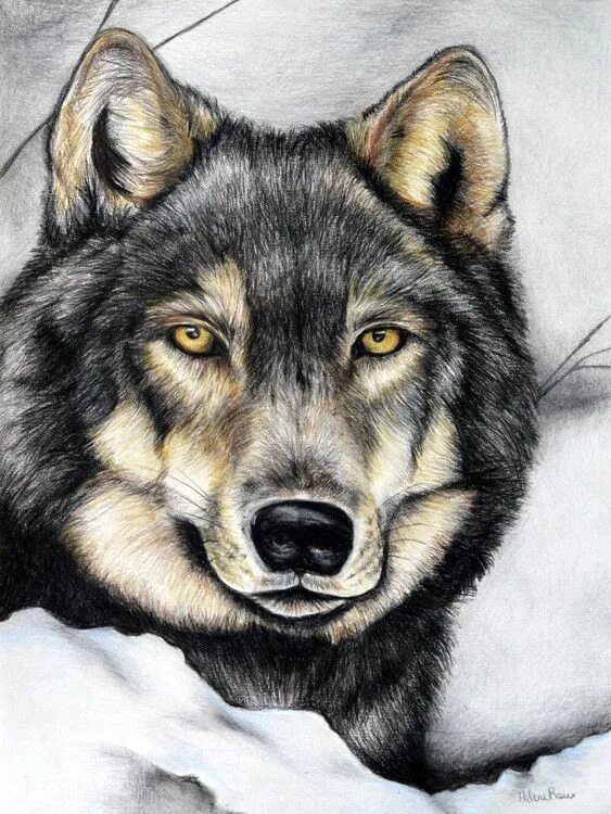 Цветные картинки волка. Волк рисунок. Волк карандашом. Глаз волка. Голова волка рисунок.