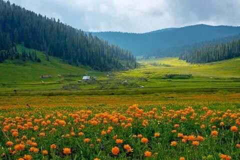 Поляна алтайский край