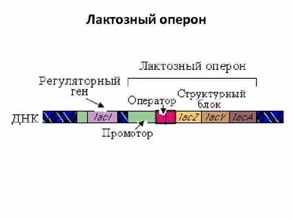 Лактозный оперон