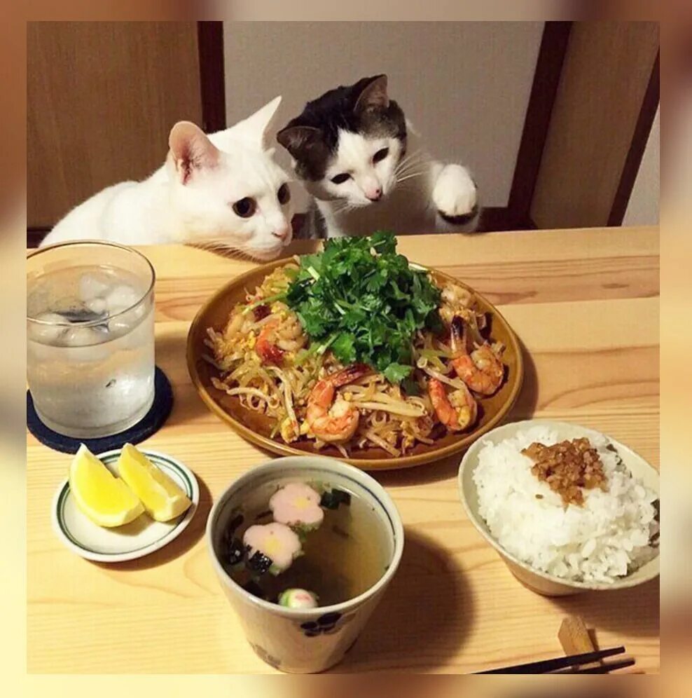 Кот в тарелке с едой. Котейка с едой. Еда для кошек. Котик за столом с едой.