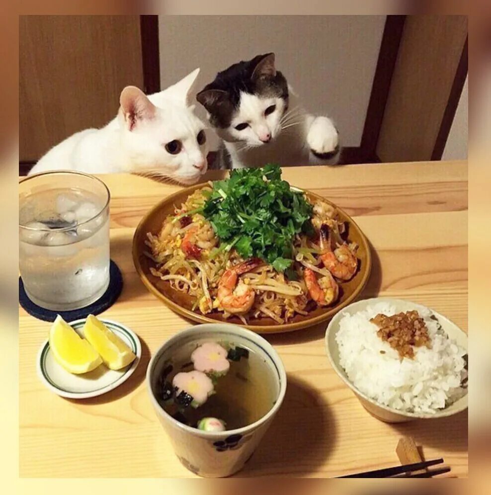 Еда домашним животным. Котик с едой. котейка с едой. еда для кошек. смешные котики с едой.