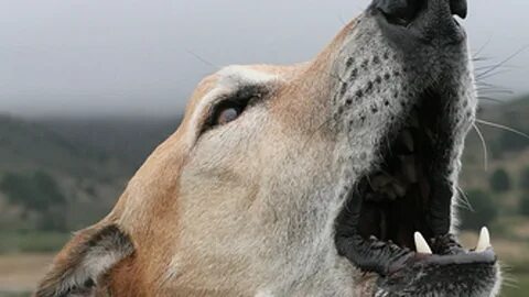 Лающий голос