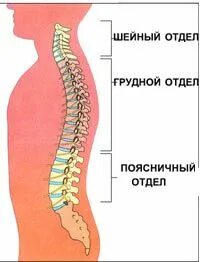 Отек позвонков поясничного отдела