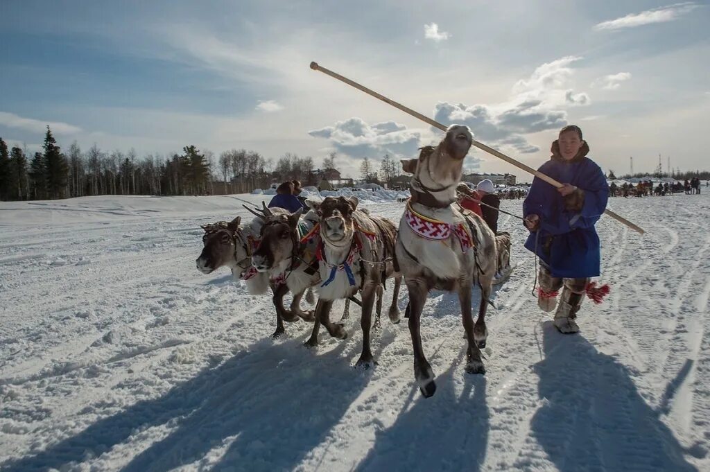 Оленеводы ЯНАО. Коренные малочисленные народы севера ЯНАО. Коренные малочисленные народы ЯНАО. Саранпауль оленеводы.